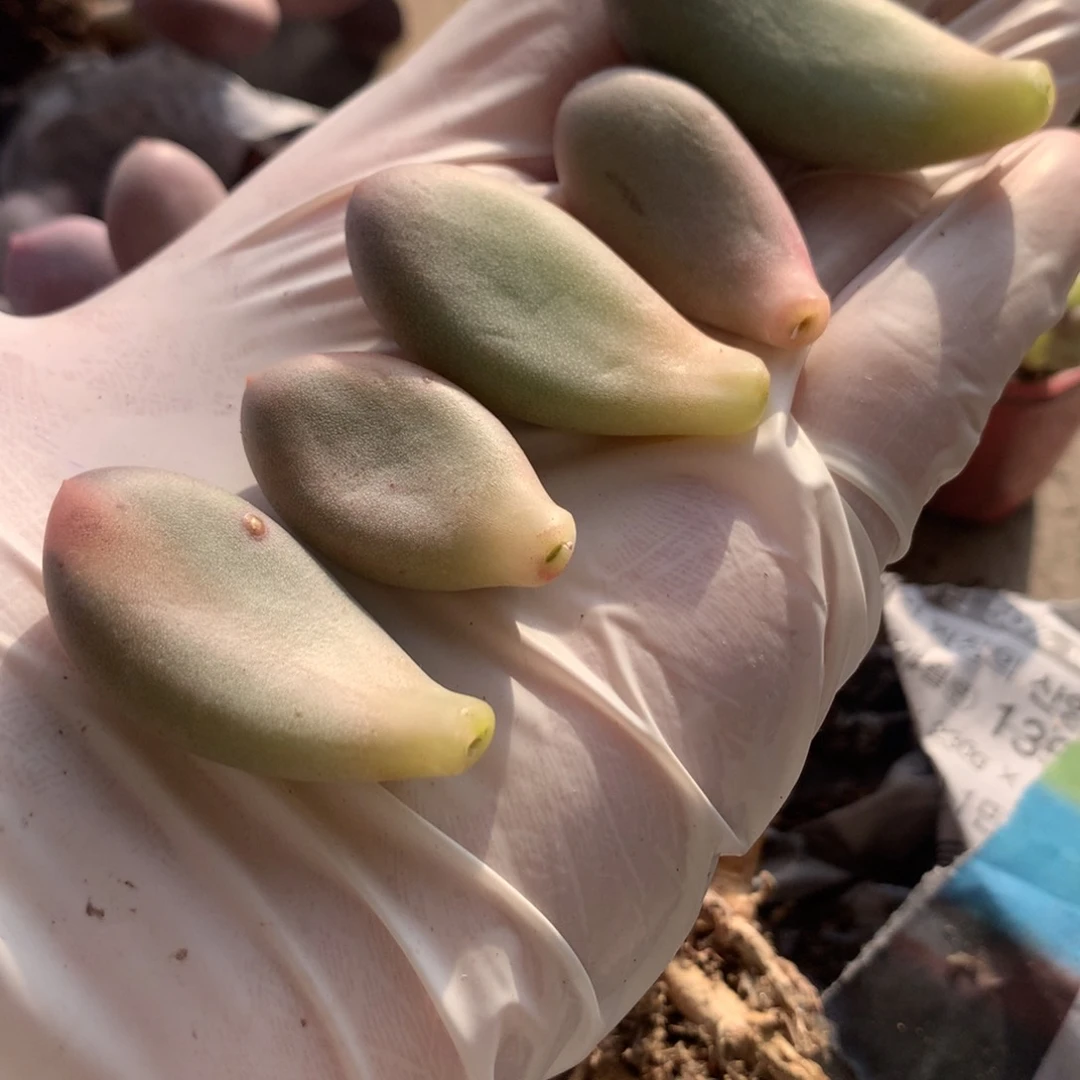 奶酪锦 奶酪锦。奶酪锦