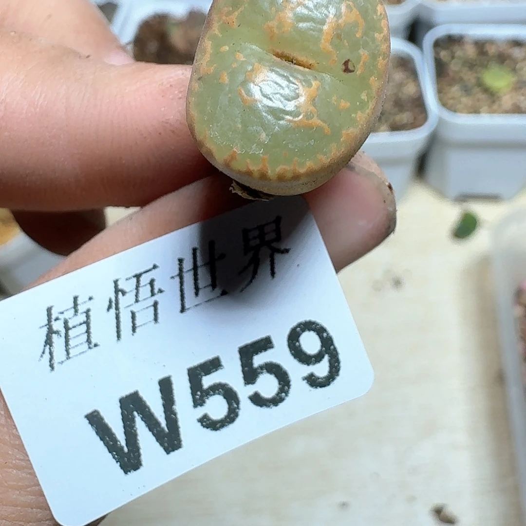 559盒多肉植物精油c g