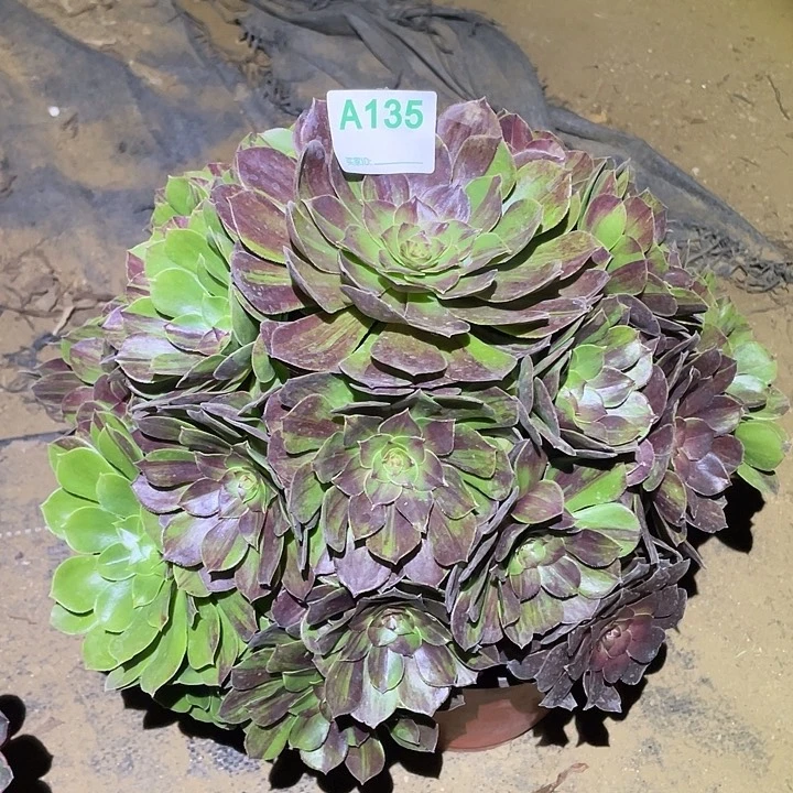 多肉植物断枝不包135花月夜