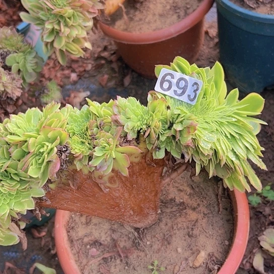 乐***忧多肉植物一个奶白