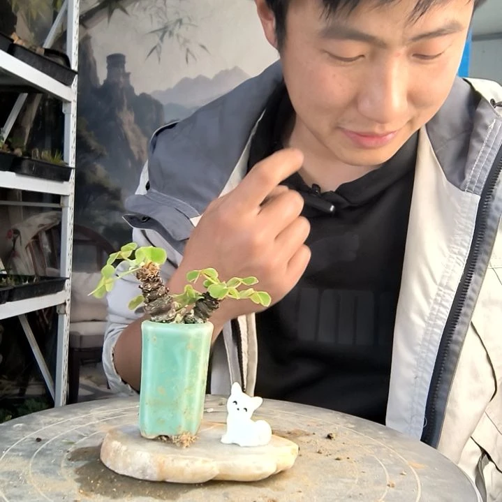 西****班小盆景小植物一物一拍115