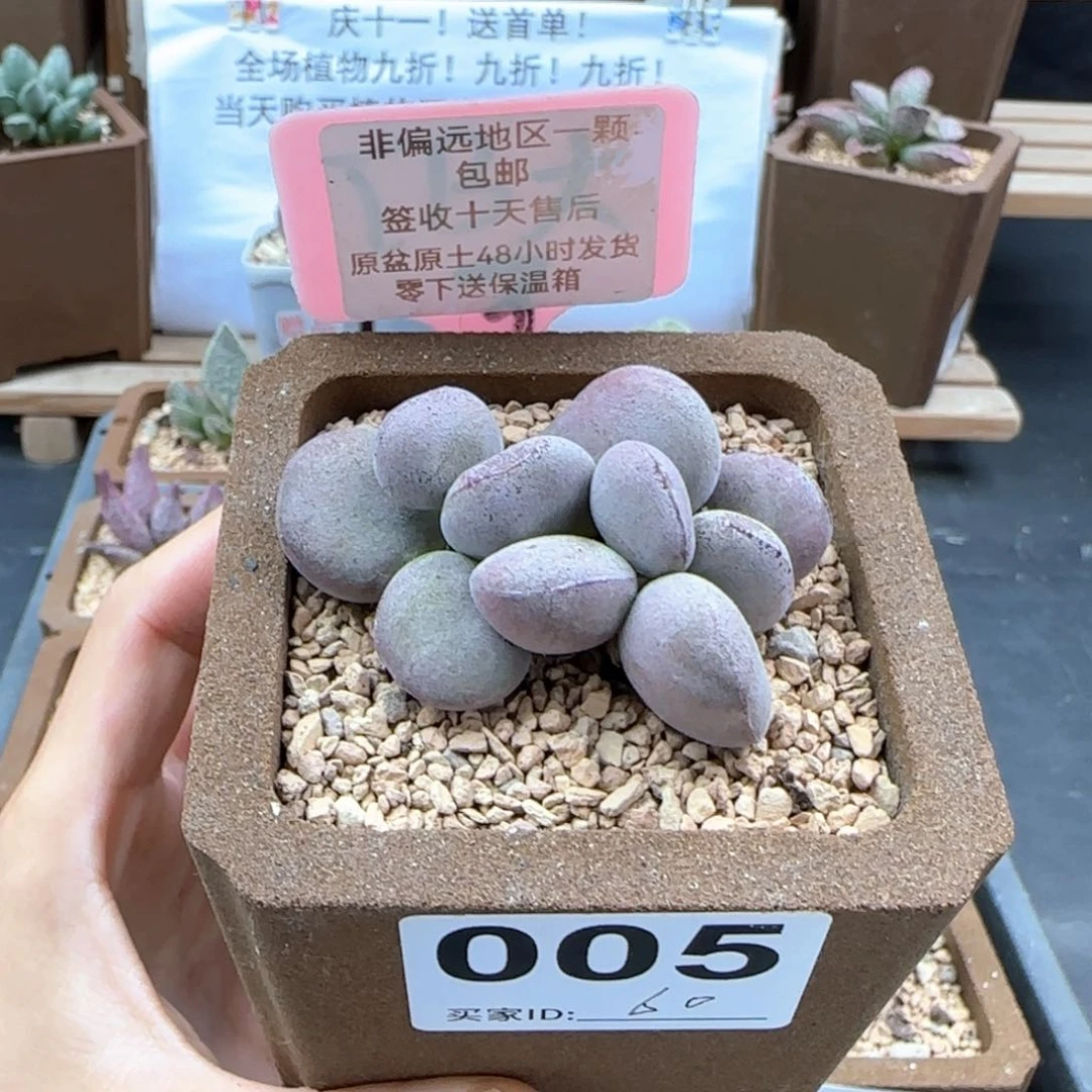 005球球紫蛋多肉