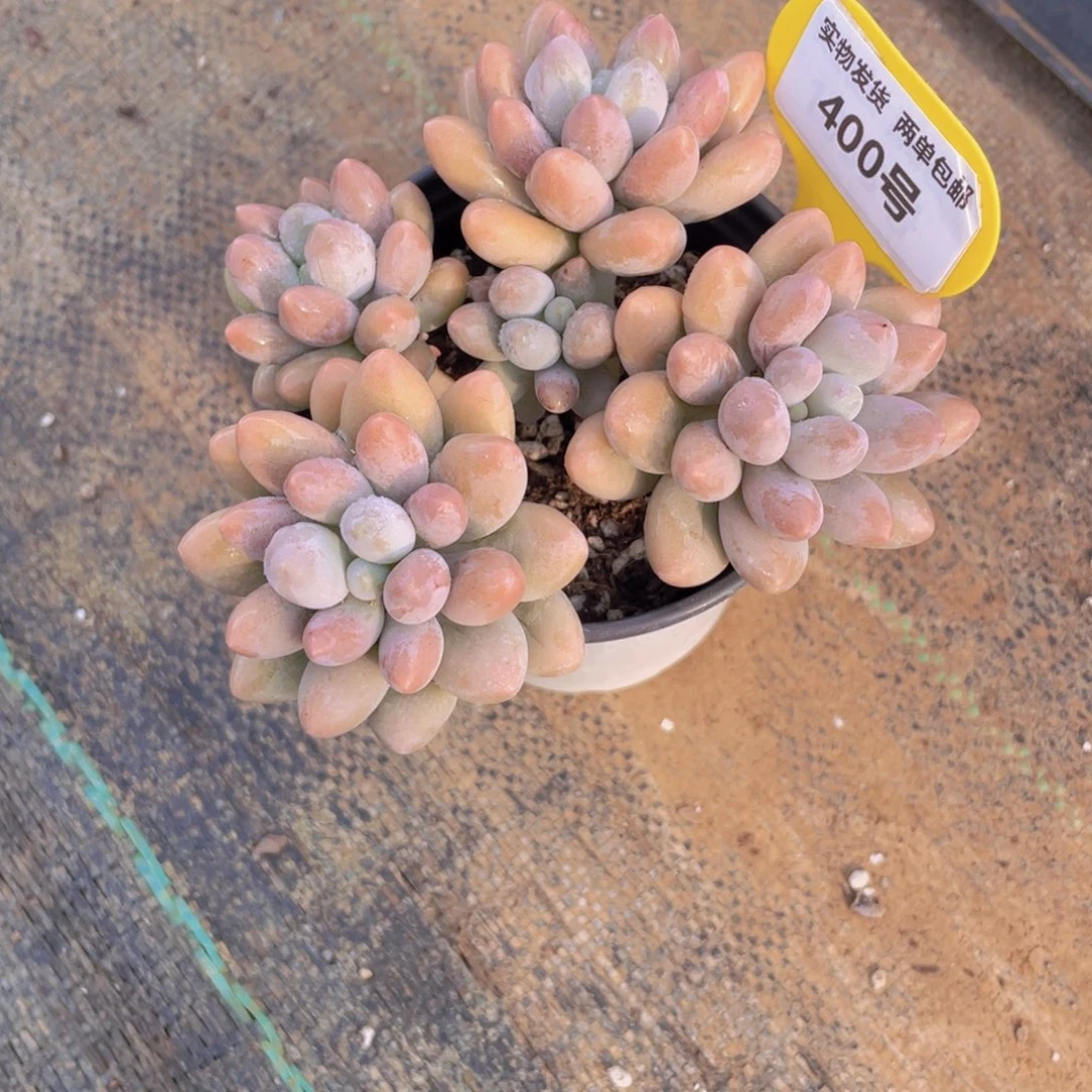 400号 多头母本汤圆大群