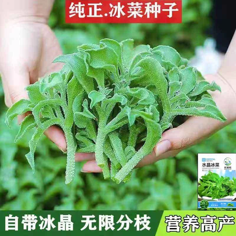 正宗水晶冰菜种子营养高钙非洲冰草自带冰晶四季阳台盆栽蔬菜种子