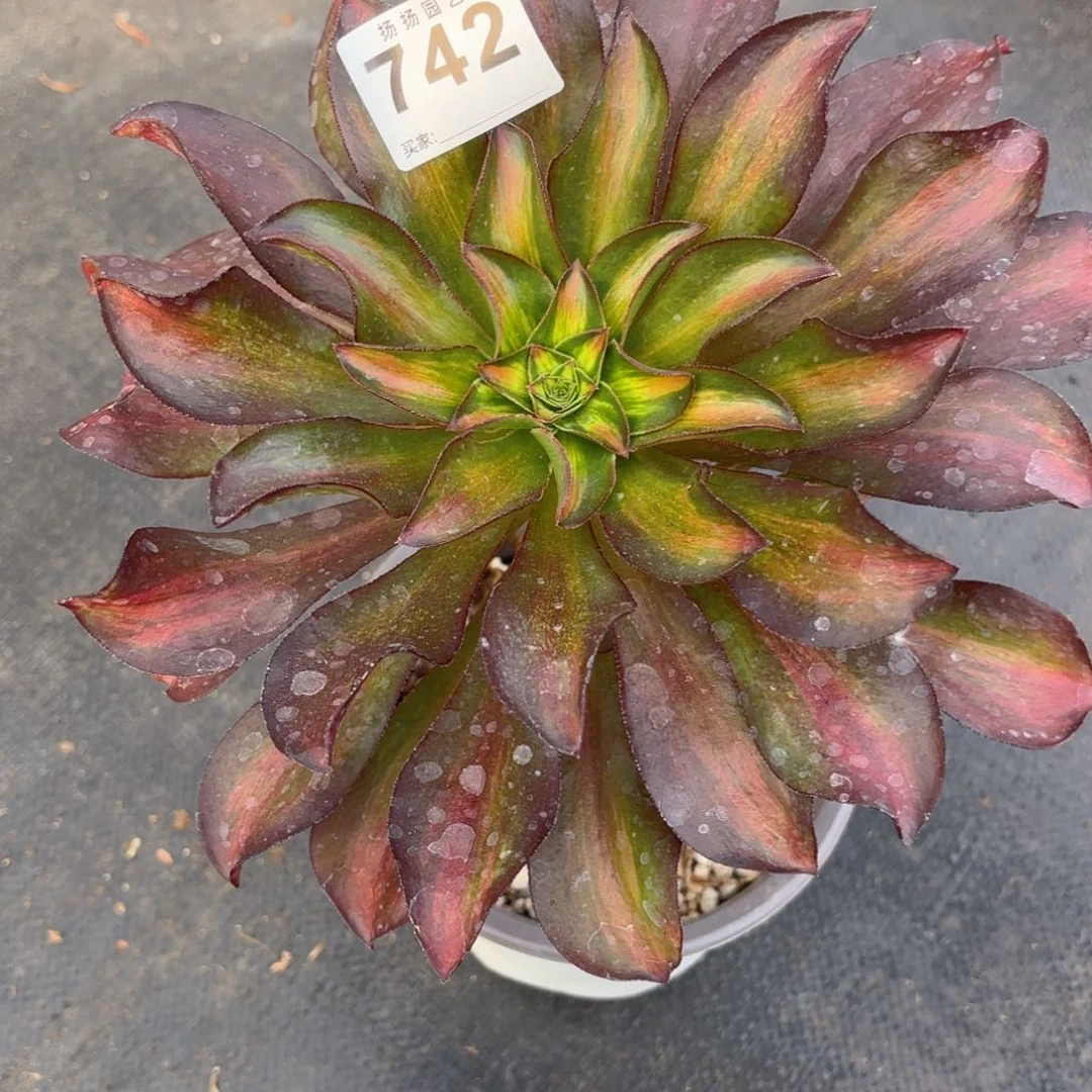 小**?12  742多肉法师