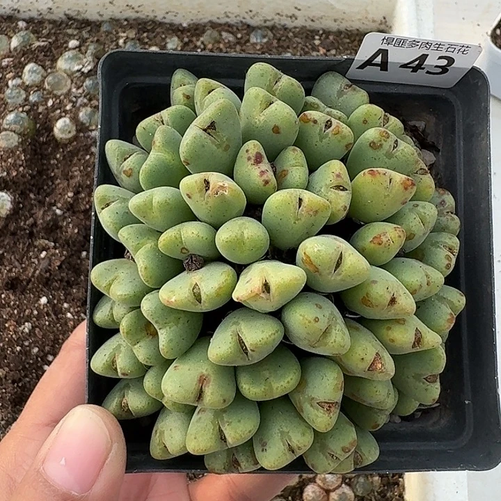 43多肉植物多肉植物