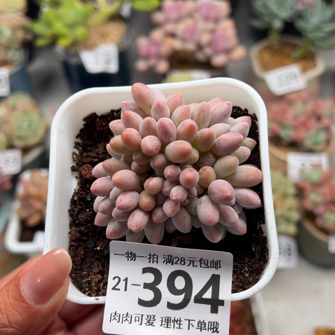 婴儿手指多肉多肉多肉多肉多肉