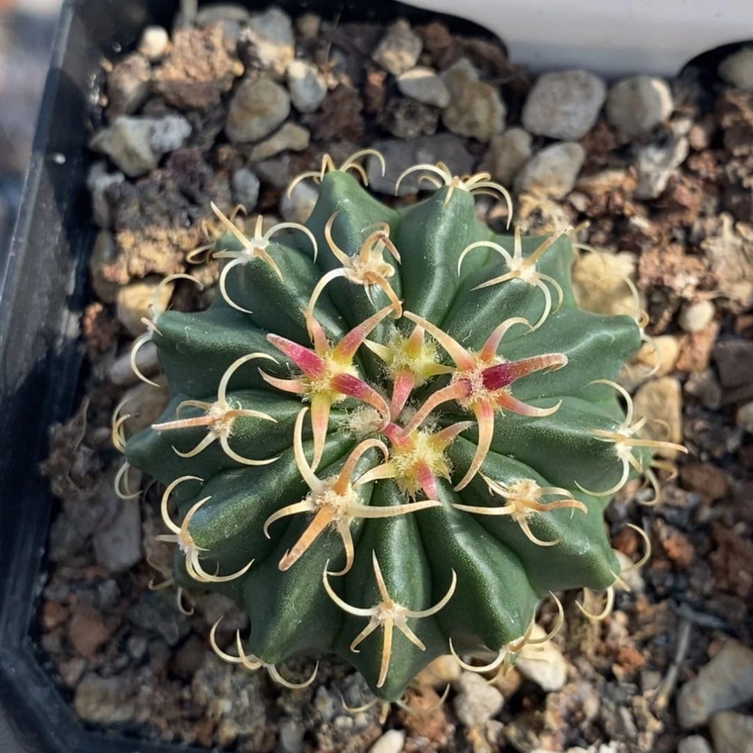 植播园艺1武藏凌波