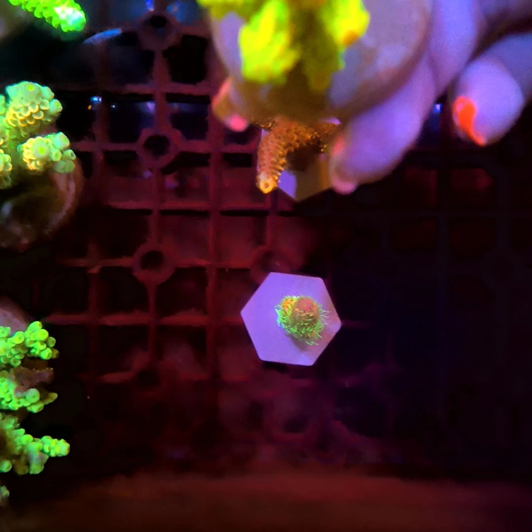 纽扣珊瑚硬骨小枝，2个