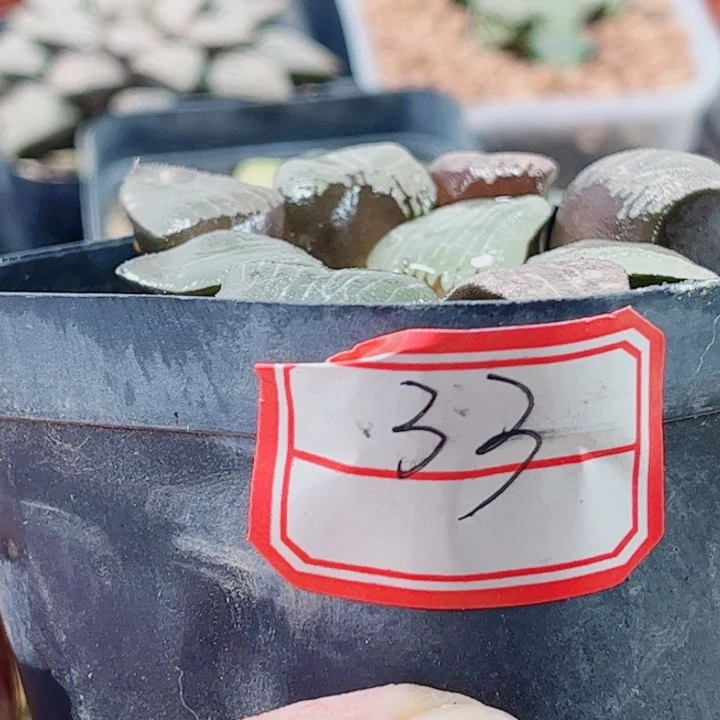 十二卷 实生寿 福利