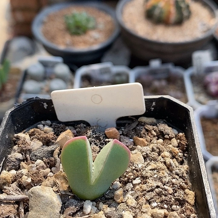 梅萨种源大型肉锥翼