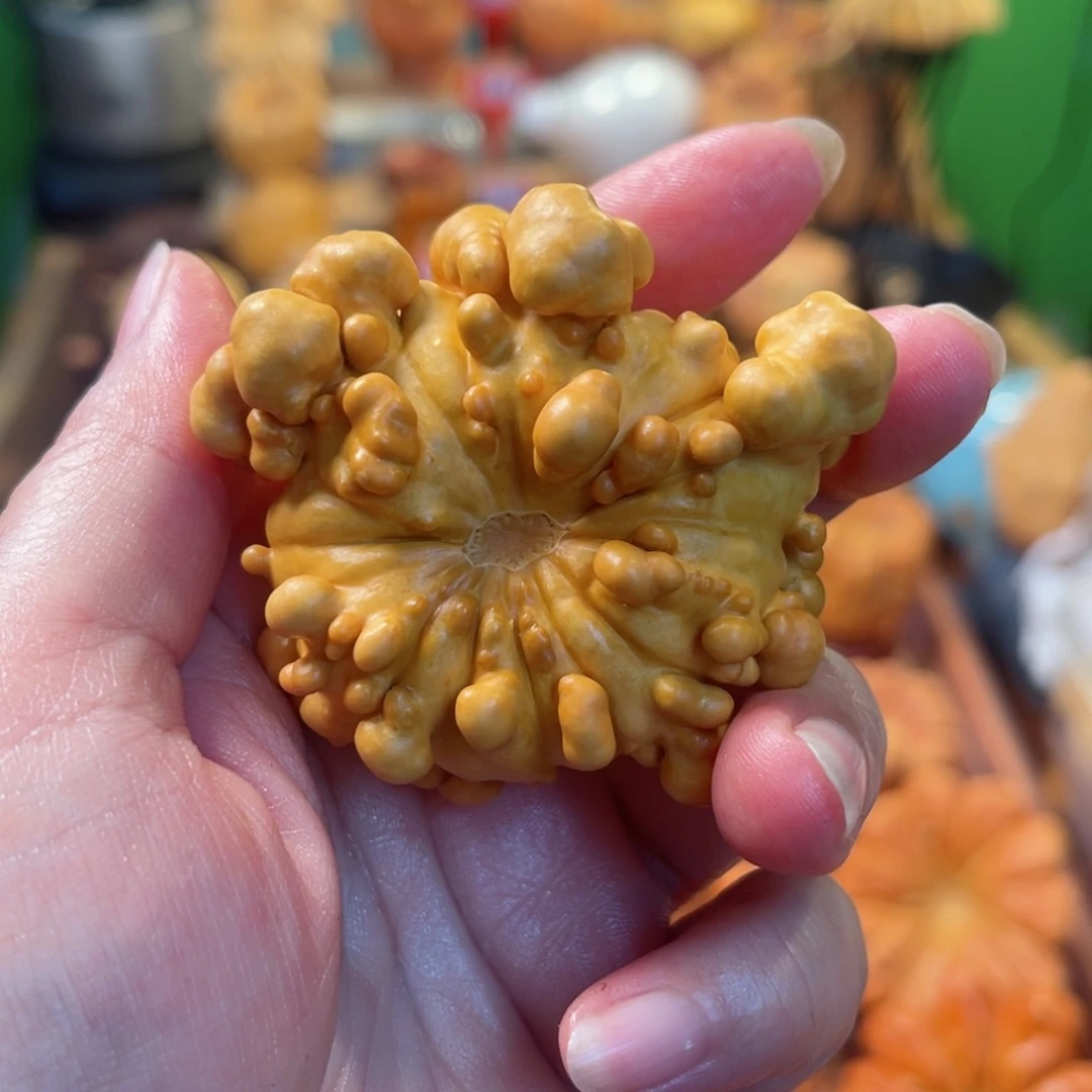 沐****墨西哥葫芦手把疙瘩
