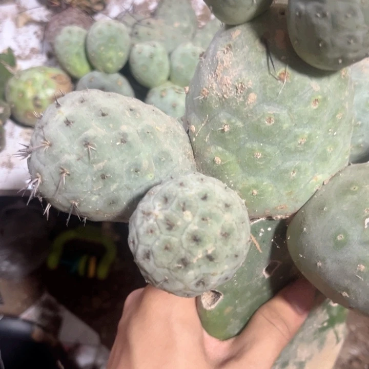 无根青皮洞洞习志野侧芽仙人球