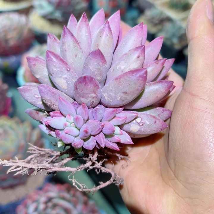 精品多肉植物老桩