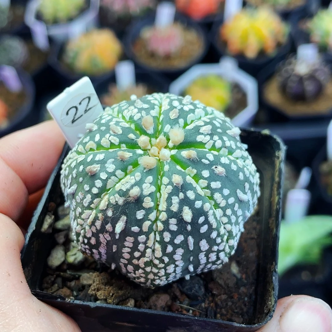 非偏远地区满25包邮裸根仙人球