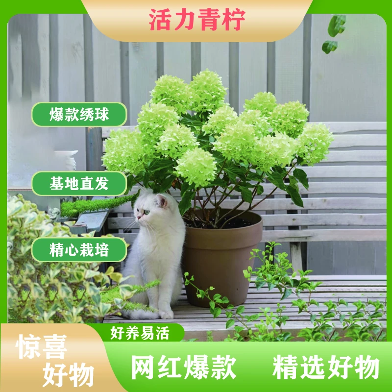 【基地一物一拍】3加仑活力青柠绿色圆锥绣球盆栽爆款秋色上微粉