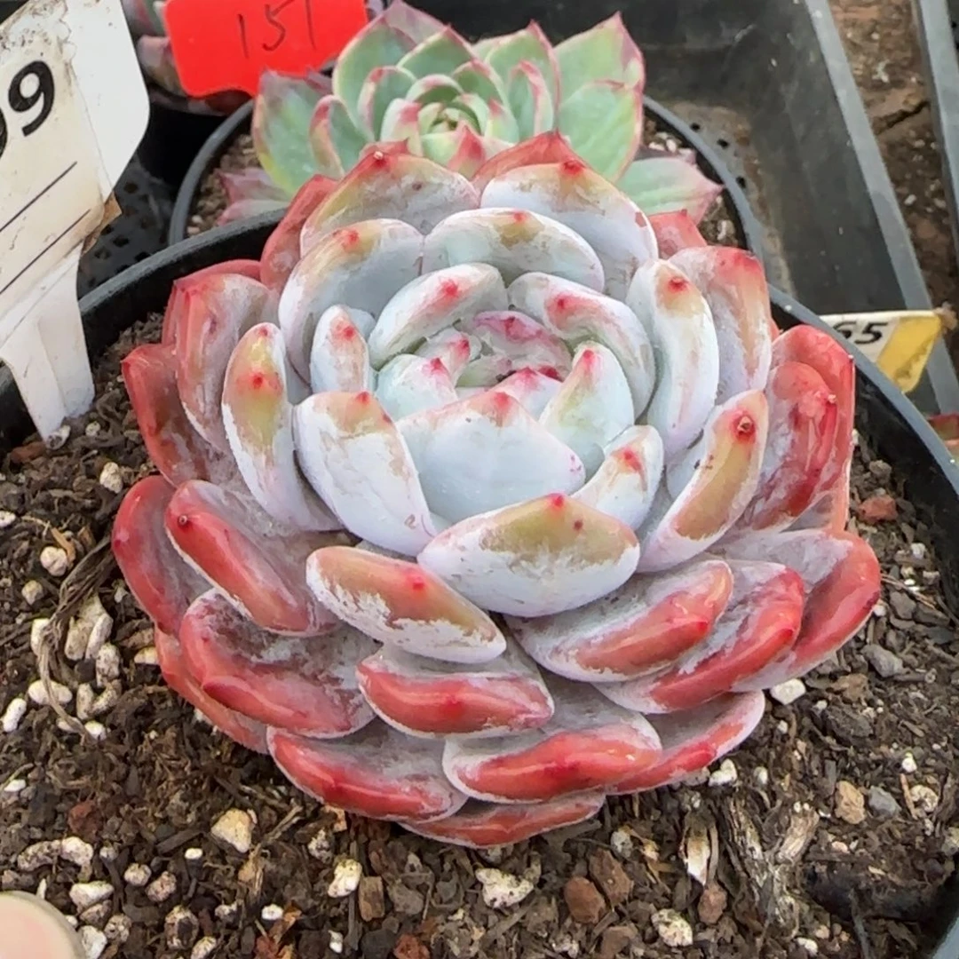 橙梦露709一物一拍包装收缩花旱