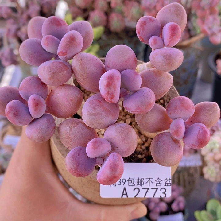 糖果桃蛋老桩11cm2773多肉植物