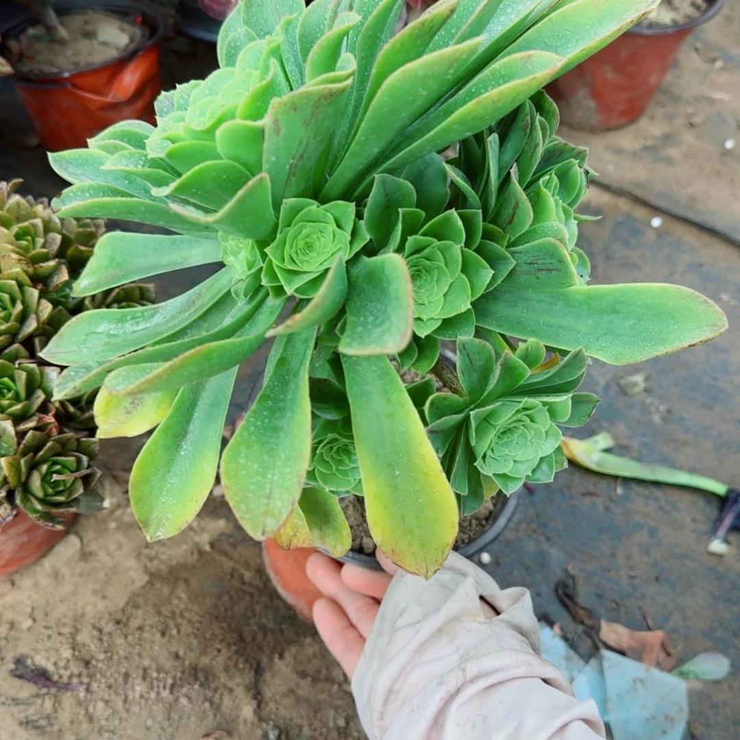 蓝色妖姬多肉403满20包邮断枝不包瑕疵