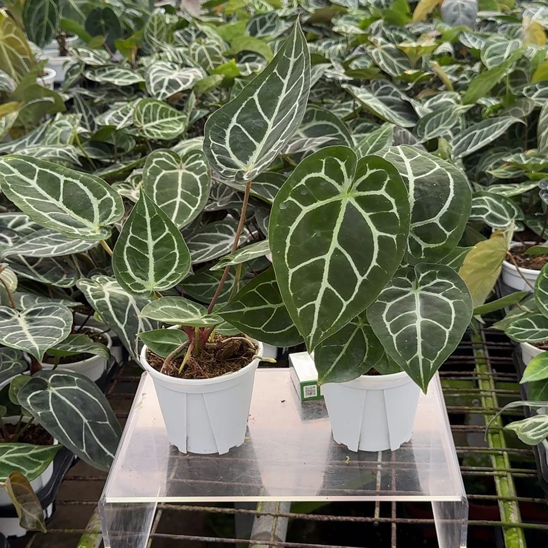 蔓***子完全开放一物一拍V29.30