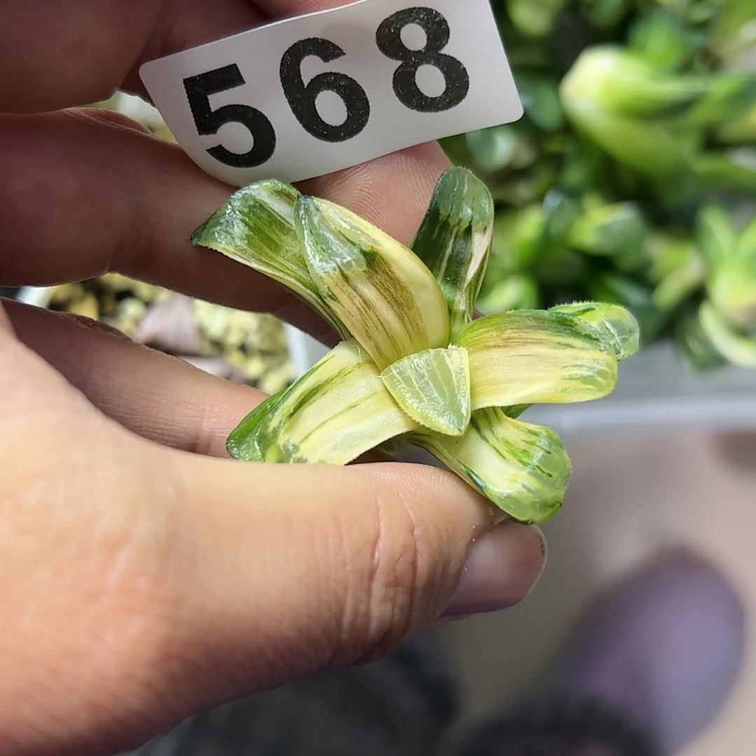 2****8红红火火恍恍惚惚