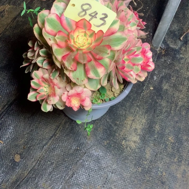 璇*843倾城多肉一物一拍～