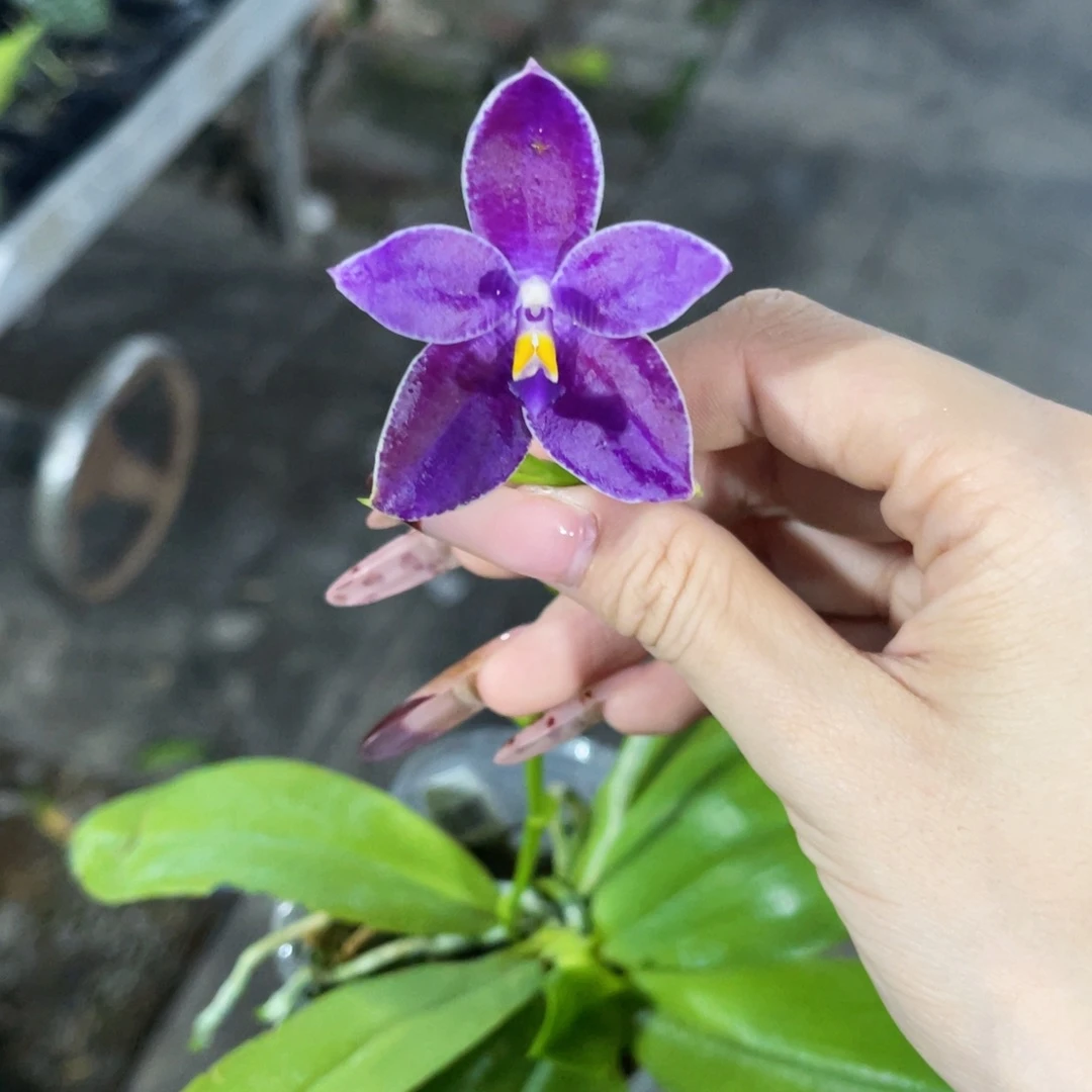 无花朵蝴蝶兰原生柳林3585