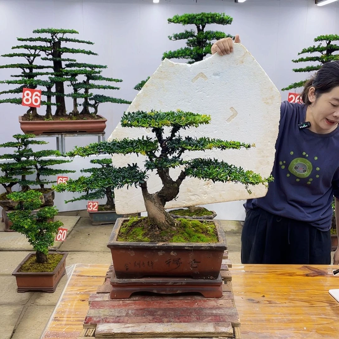 无花朵盆景直播间一物一拍