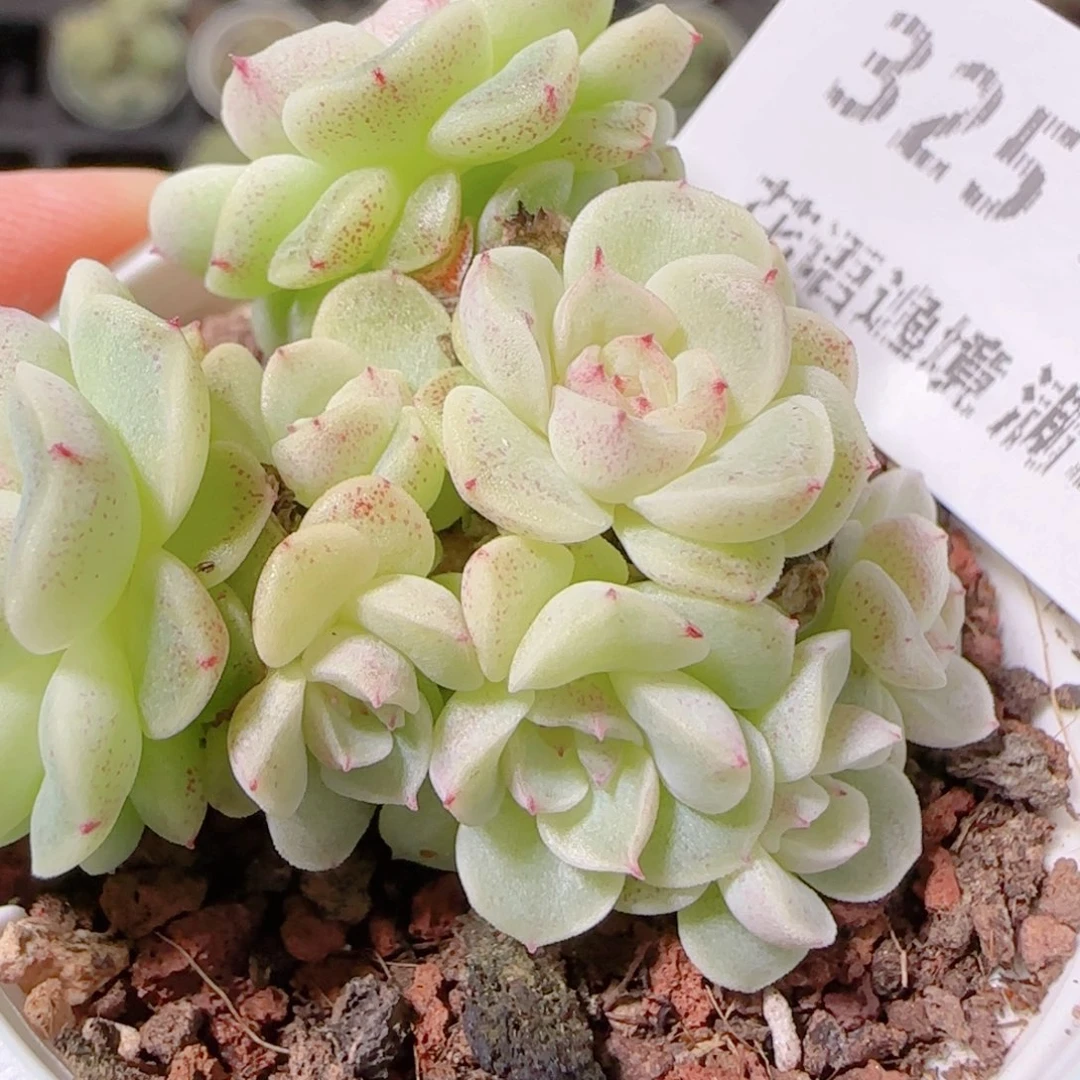 花语逸镜1029-325散