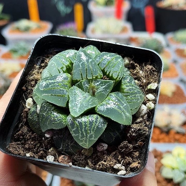 十二卷多肉云遮月