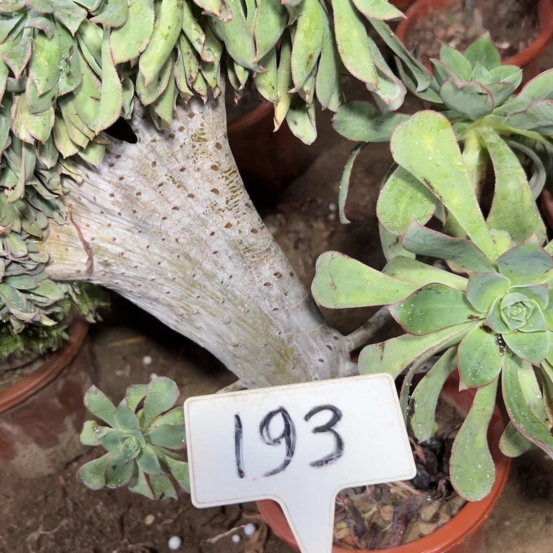 多肉植物翡翠城缀花193