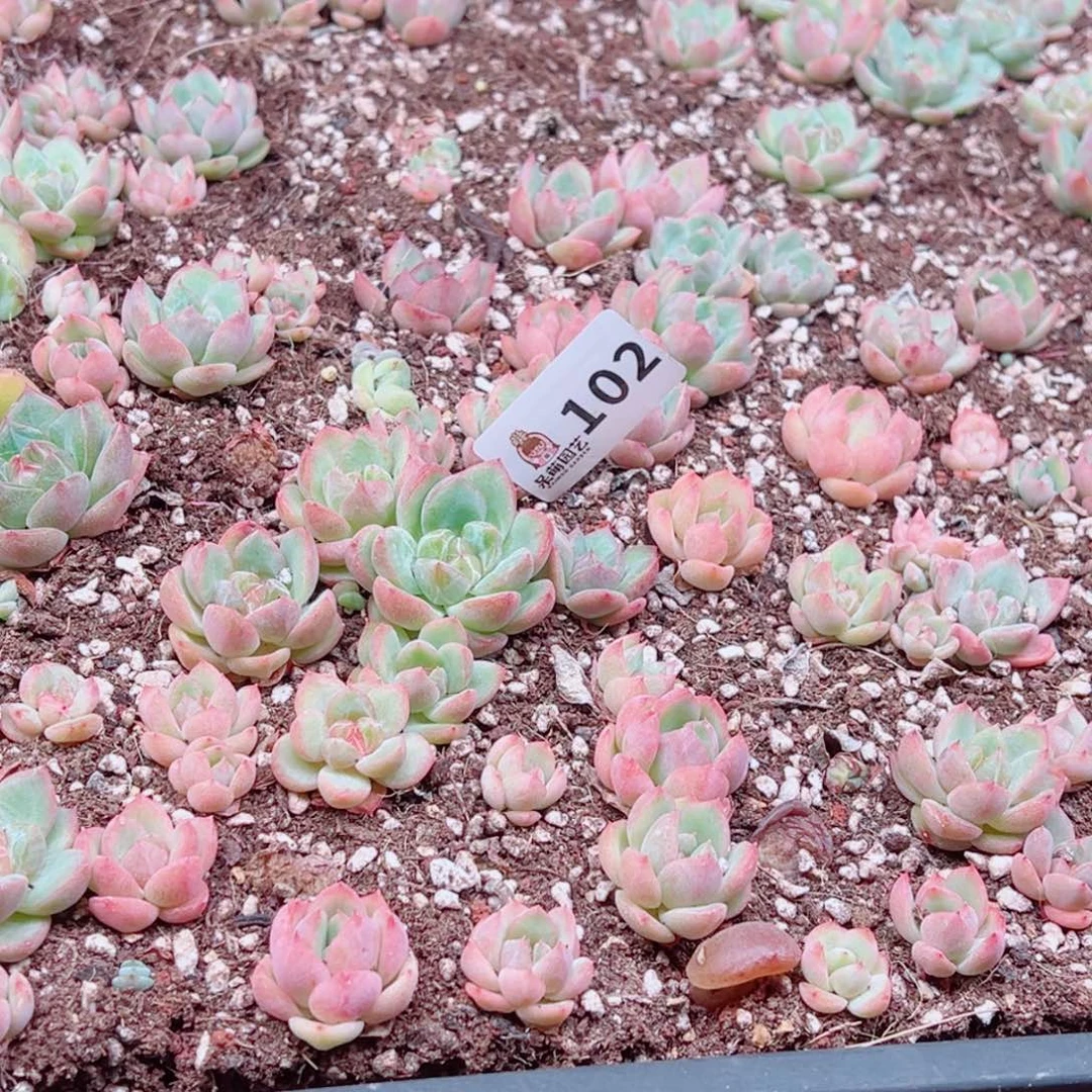 浅***浅多肉植物多肉植物