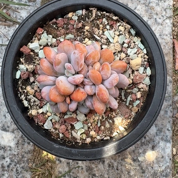 多肉植物粉兔群生
