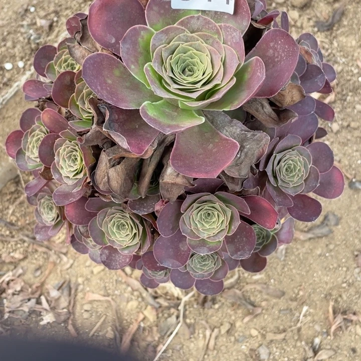 无花朵544多肉植物魅金玫瑰