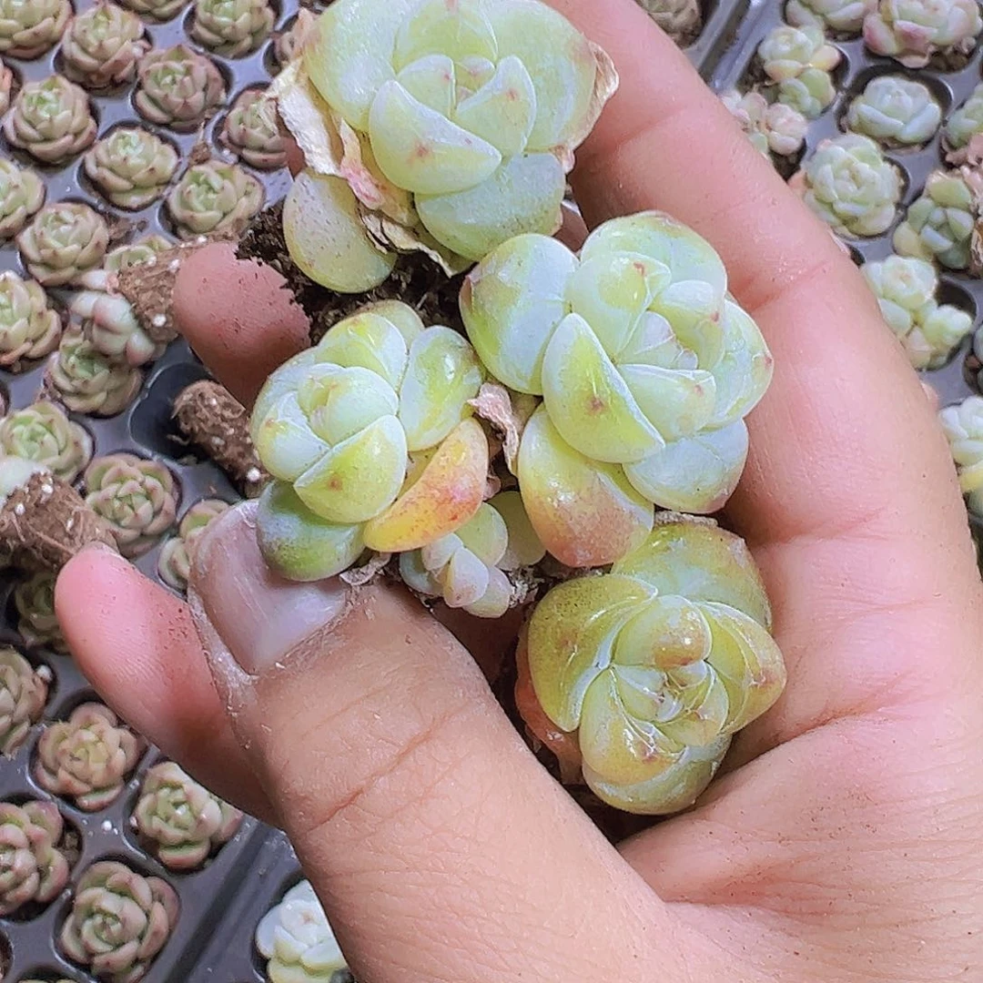 翡翠冰玉5个19包邮多肉植物