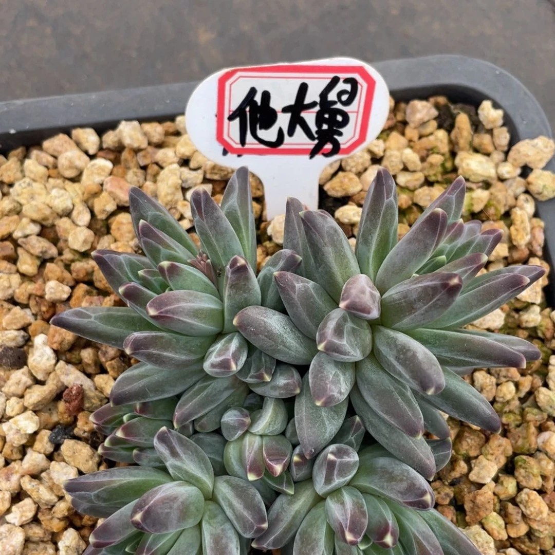 他**?姐姐真的好好对待我们一起