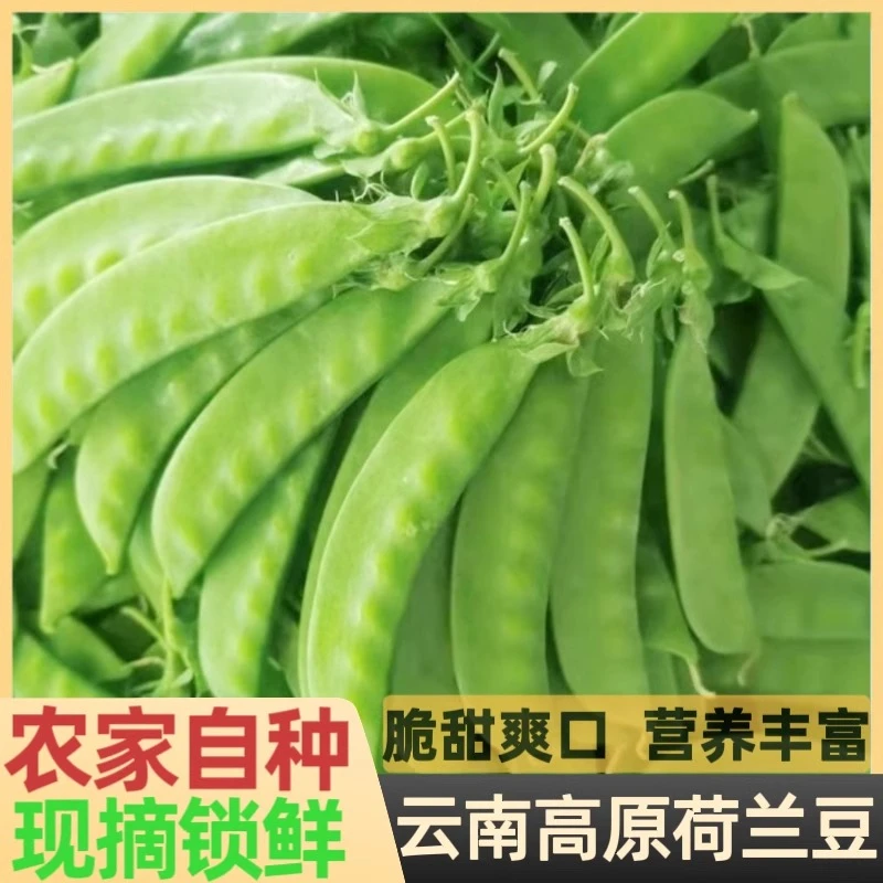 顺丰包邮 云南新鲜豌豆甜脆爽口嫩豆荚带壳青蔬菜荷兰豆农家现摘