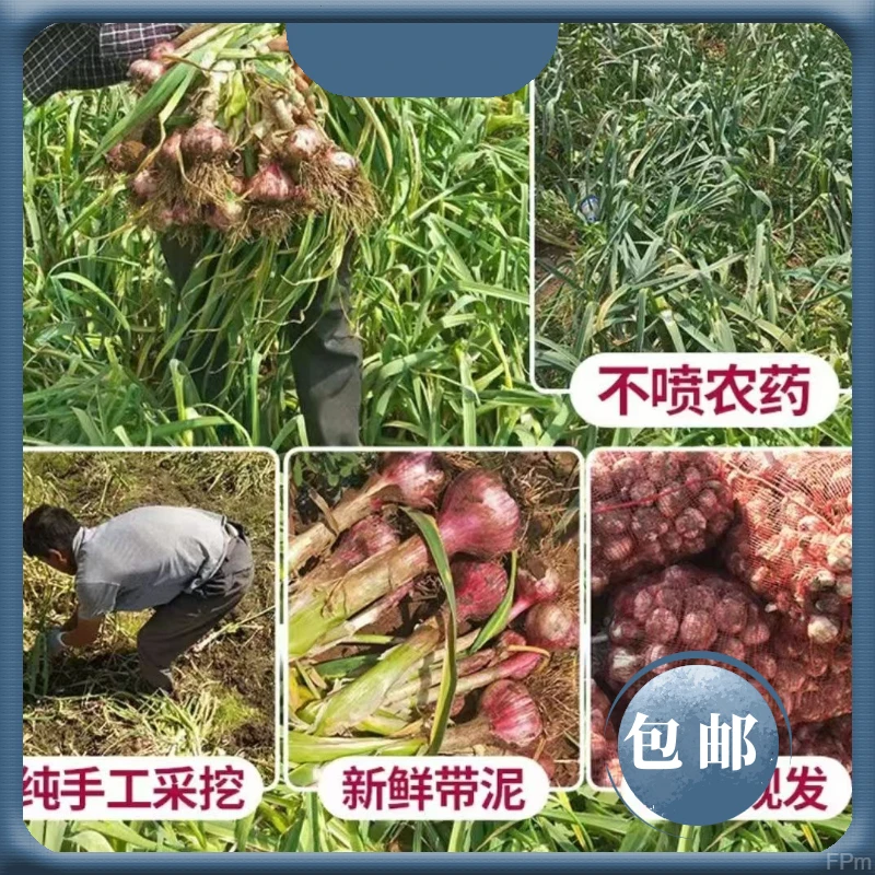 专用蒜挖糖醋蒜泡腊八蒜蒜紫皮香多瓣湿云南做2025新鲜大蒜9蒜斤