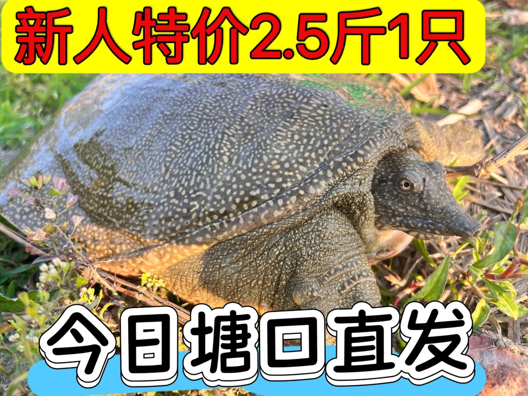 2.5斤1只母甲鱼【死了包赔】顺丰包邮到家