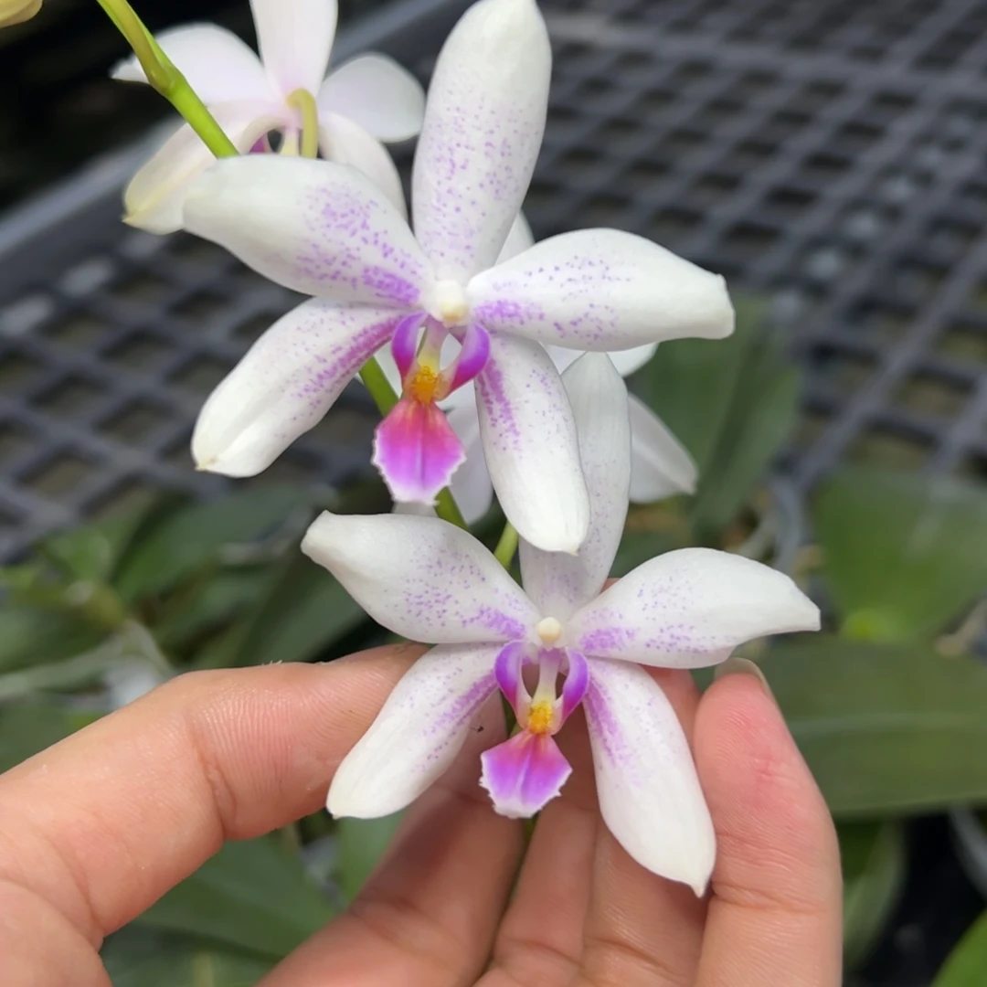 完全开放l023三寸ys1210