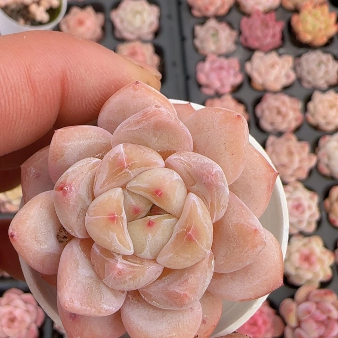 太妃糖单头一颗脱土发货