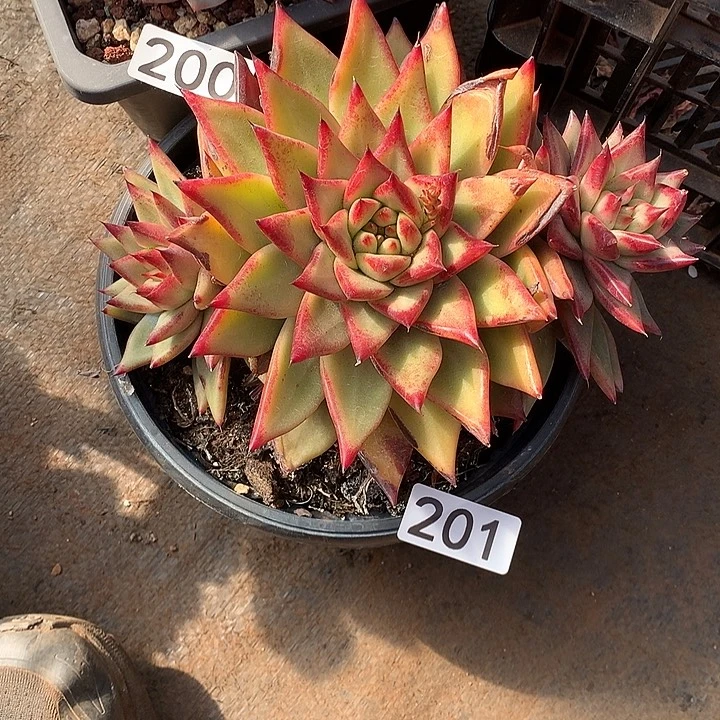 201乌木 一物一拍多肉