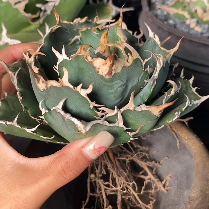 无花朵龙舌兰仁王冠白鲸