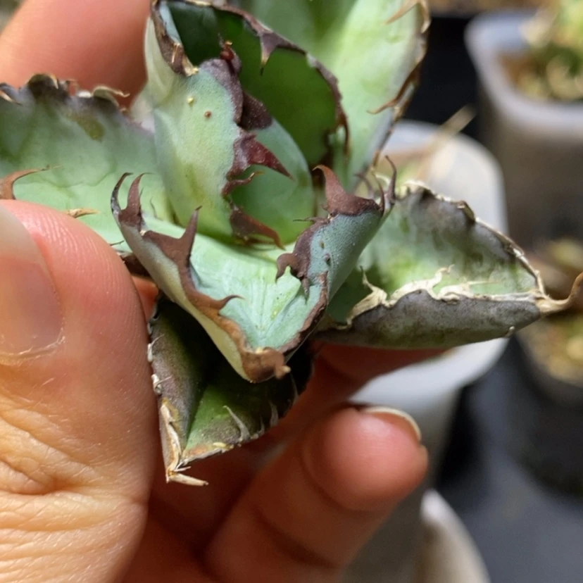 【闪购商品】蓝鲸顶芽