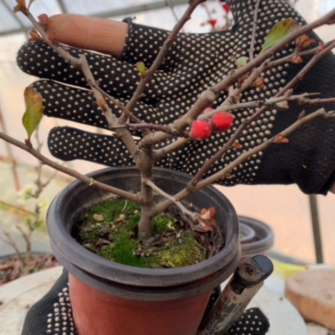 【闪购商品】上**水原生