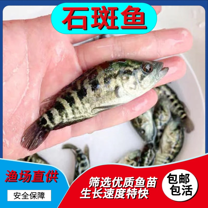 淡水石斑鱼凶猛石斑鱼活体养殖观赏