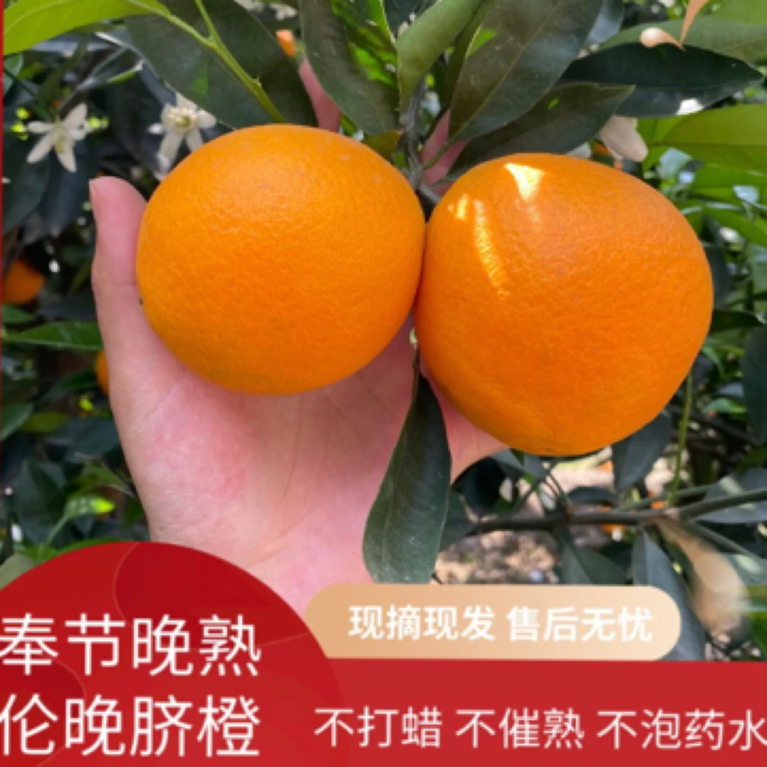 【周百通专属】 顺丰·正宗伦晚脐橙-精品大果和特大果混装-现摘现发