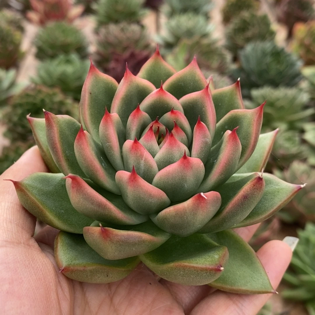 无花朵东云系多肉植物35包邮