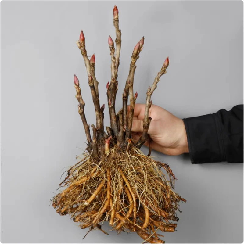 牡丹花苗盆栽正宗洛阳带花苞耐寒花种大苗缠枝重瓣观赏牡丹花树苗