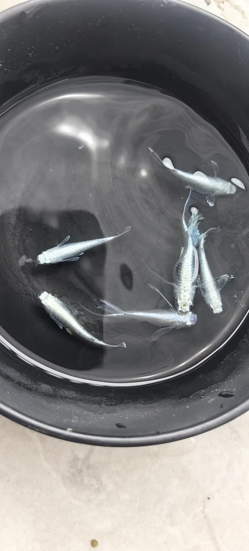 观背青鳉淡水观赏鱼0 - 40度好养不加温不打氧偏远地区不发货